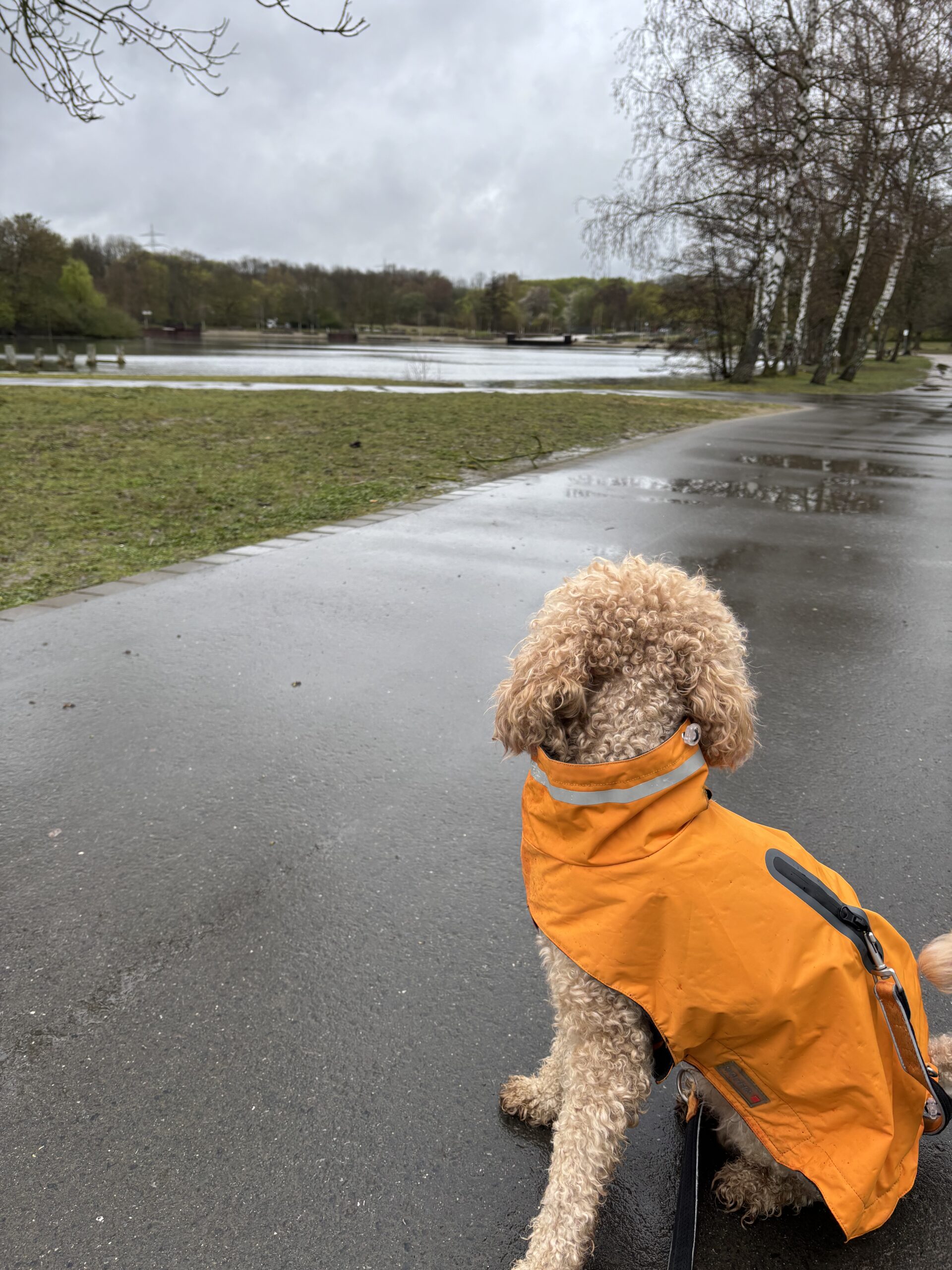 Walkies in the rain