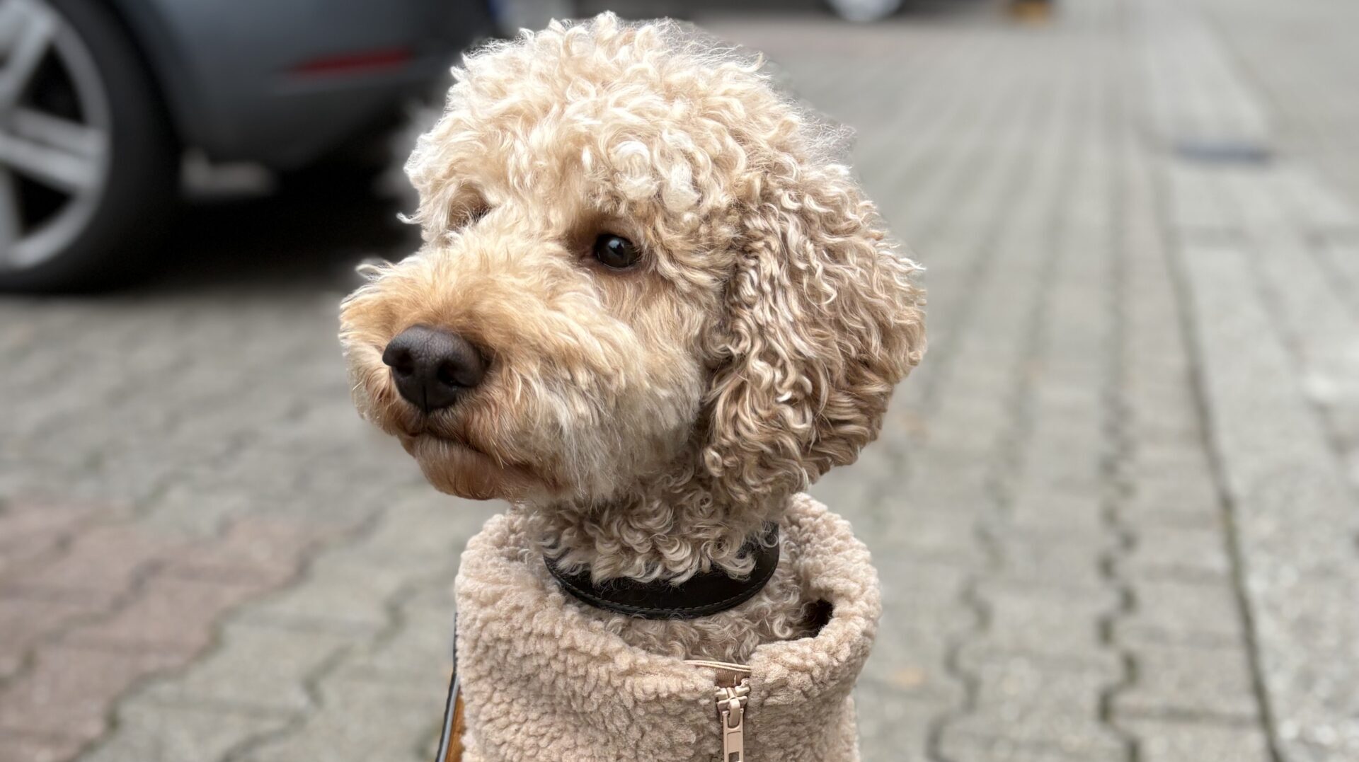 a lovely poodle life